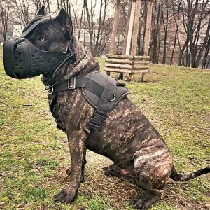 Усиленный кожаный намордник для кане-корсо «Attack Training»